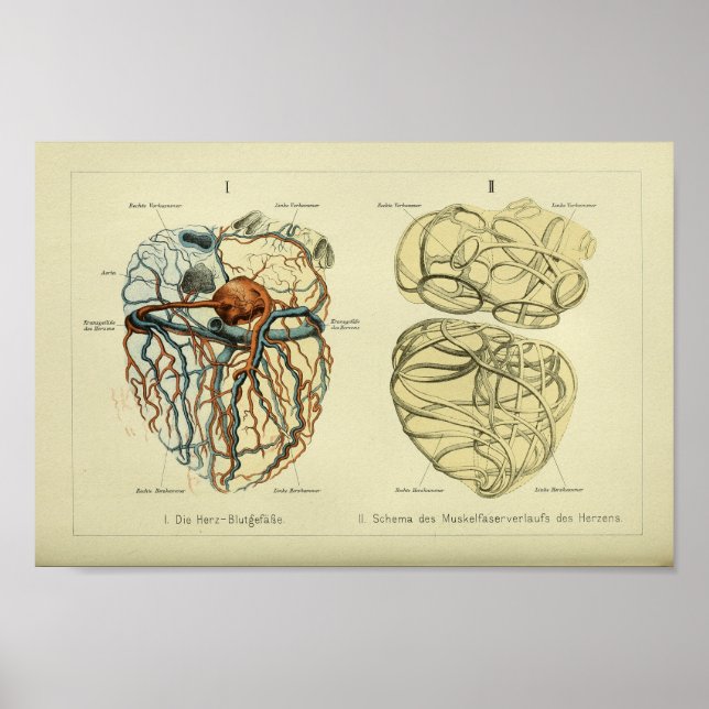 1886 Vintage Human Heart Anatomy Print Poster (Framsidan)