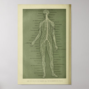 1886 Vintage Human Nerves Anatomy Print Poster