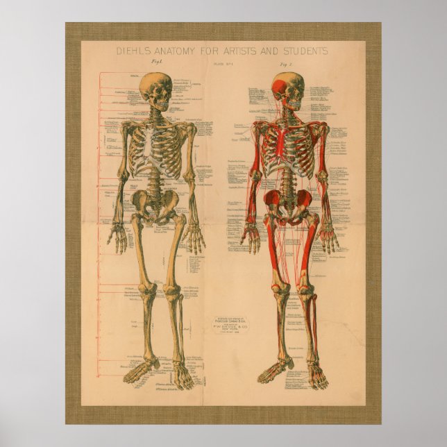 1888 Poster i huden Muskelfästet Anatomi (Framsidan)