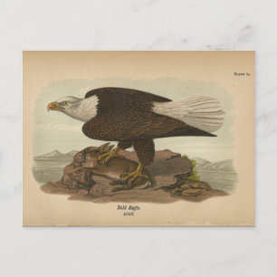 1890 Bird Örn vykort