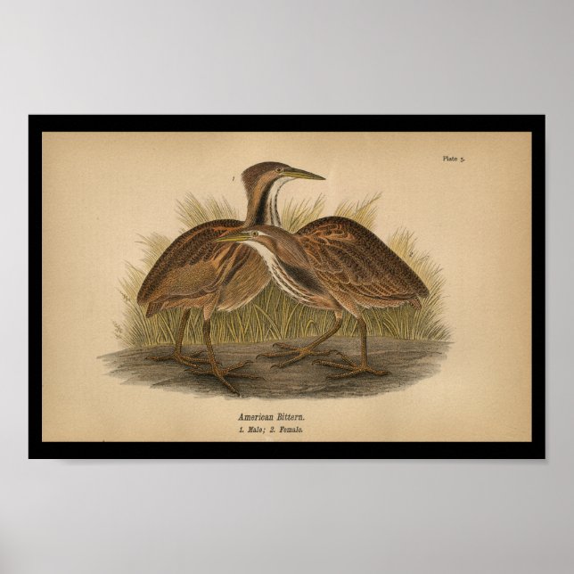 1890 Bird Print American Bittern Poster (Framsidan)