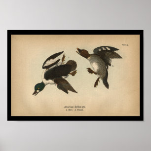 1890 Bird Print American Golden-öga Anka Poster