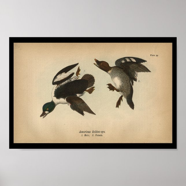 1890 Bird Print American Golden-öga Anka Poster (Framsidan)