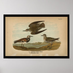 1890 Bird Print American Golden Plover Poster