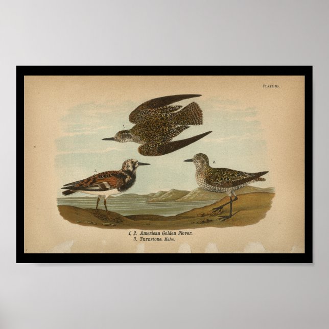 1890 Bird Print American Golden Plover Poster (Framsidan)