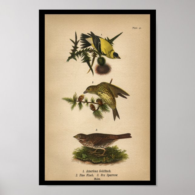 1890 Bird Print American Goldfinch Poster (Framsidan)