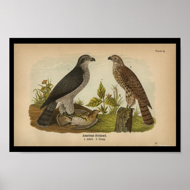 1890 Bird Print American Goshawk Poster (Framsidan)