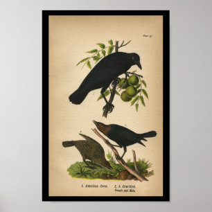1890 Bird Print American Kråka Poster