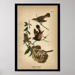 1890 Bird Print American Redstart Poster