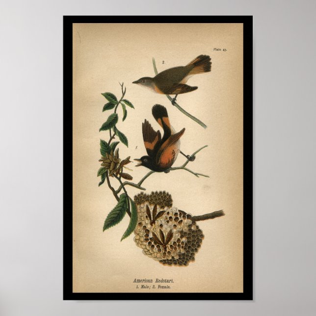 1890 Bird Print American Redstart Poster (Framsidan)