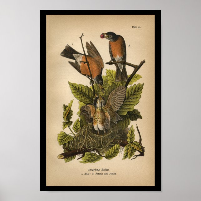1890 Bird Print American Robin Poster (Framsidan)