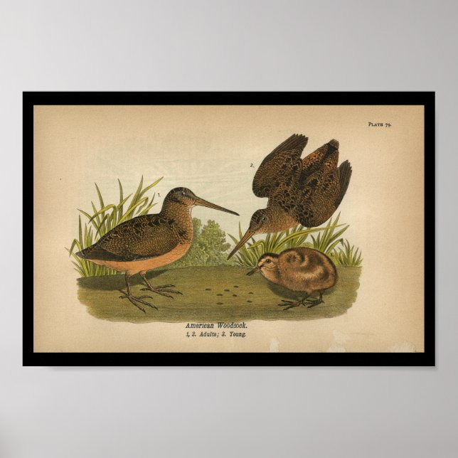 1890 Bird Print American Woodcock Poster (Framsidan)