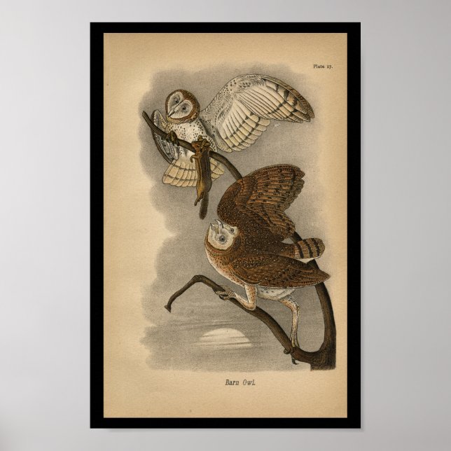 1890 Bird Print Barn Uggla Poster (Framsidan)