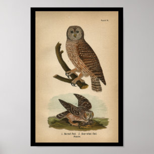 1890 Bird Print Barred Uggla Poster