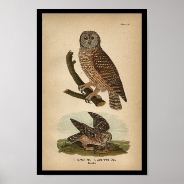 1890 Bird Print Barred Uggla Poster (Framsidan)