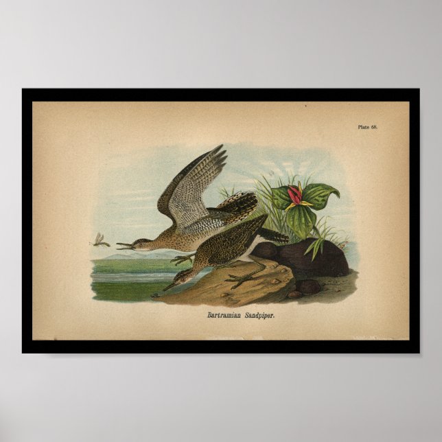 1890 Bird Print Bartramian Sandpiper Poster (Framsidan)