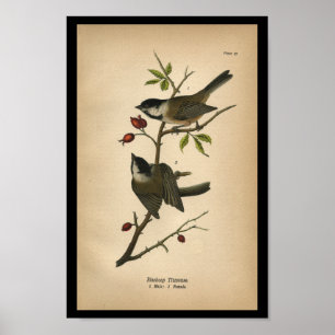 1890 Bird Print Blackcap Titmus Poster