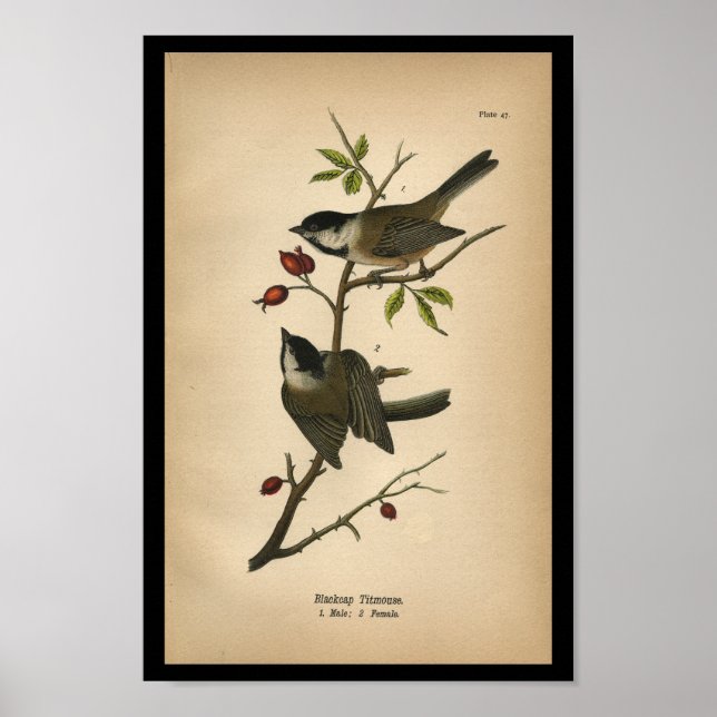 1890 Bird Print Blackcap Titmus Poster (Framsidan)