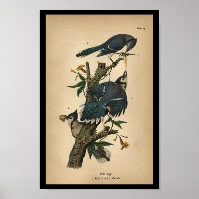 1890 Bird Print Blue Jay Poster (Framsidan)