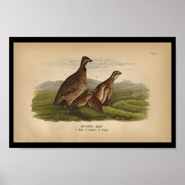 1890 Bird Print Bob-white Quail Poster (Framsidan)