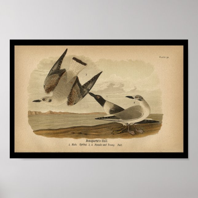 1890 Bird Print Bonaparte's Gull Poster (Framsidan)