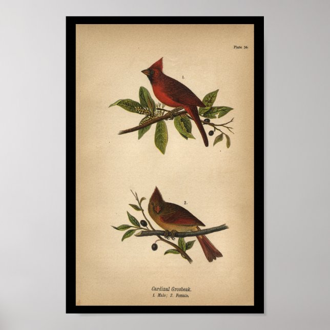 1890 Bird Print Cardinal Grosbeak Poster (Framsidan)