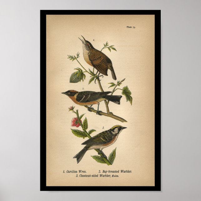 1890 Bird Print Carolina Wren Poster (Framsidan)