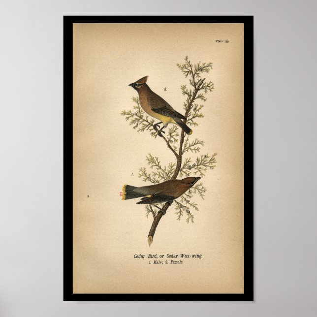 1890 Bird Print Cedar Bird Poster (Framsidan)