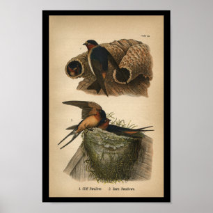 1890 Bird Print Cliff och Barn Sväljer Poster