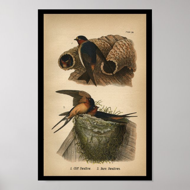 1890 Bird Print Cliff och Barn Sväljer Poster (Framsidan)