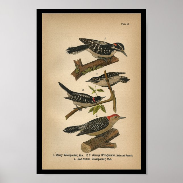 1890 Bird Print Downy Woodpecker Poster (Framsidan)