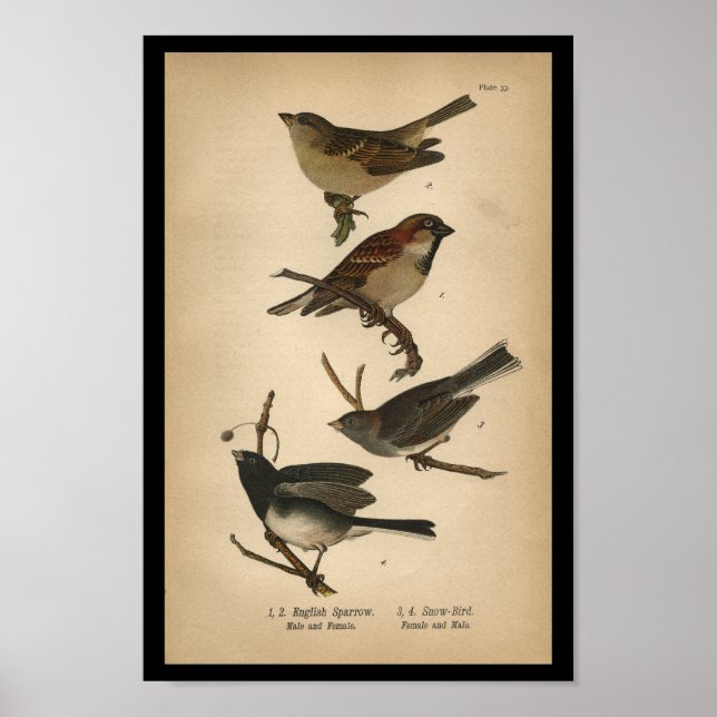 1890 Bird Print English Sparrow Poster (Framsidan)