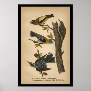 1890 Bird Print Evening Grosbeak Poster