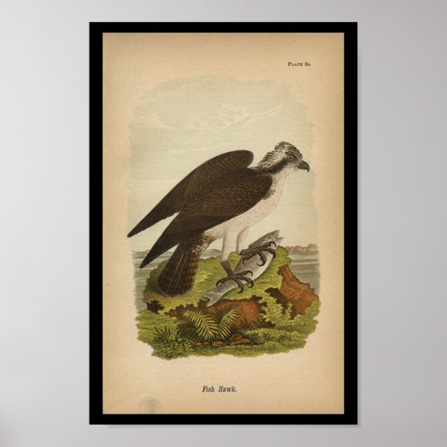 1890 Bird Print Fish Hawk Poster (Framsidan)