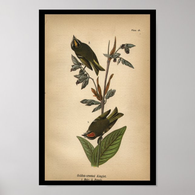 1890 Bird Print Golden-crested Kinglet Poster (Framsidan)