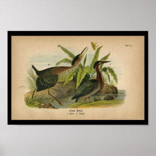 1890 Bird Print Grönt Heron Poster