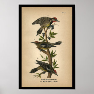 1890 Bird Print Gult-bellied Sapsucker Poster