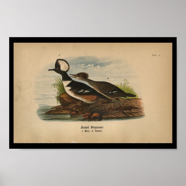 1890 Bird Print Hooded Merganser Poster (Framsidan)