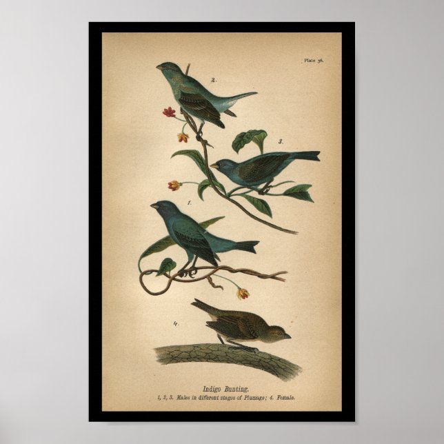 1890 Bird Print Indigo Bunting Poster (Framsidan)