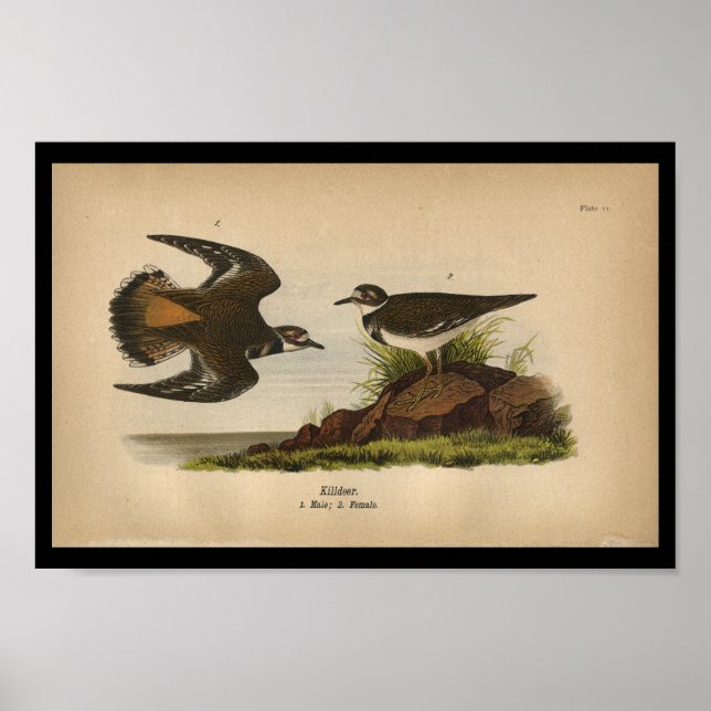 1890 Bird Print Killder Poster (Framsidan)