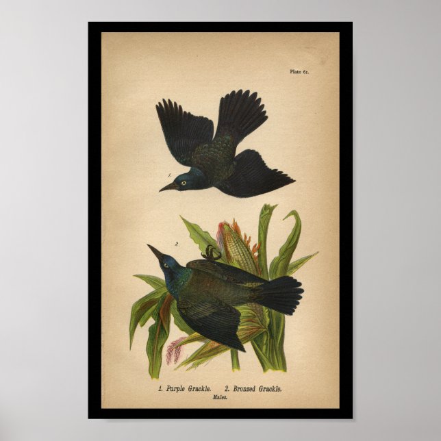 1890 Bird Print Lila Grackle Poster (Framsidan)