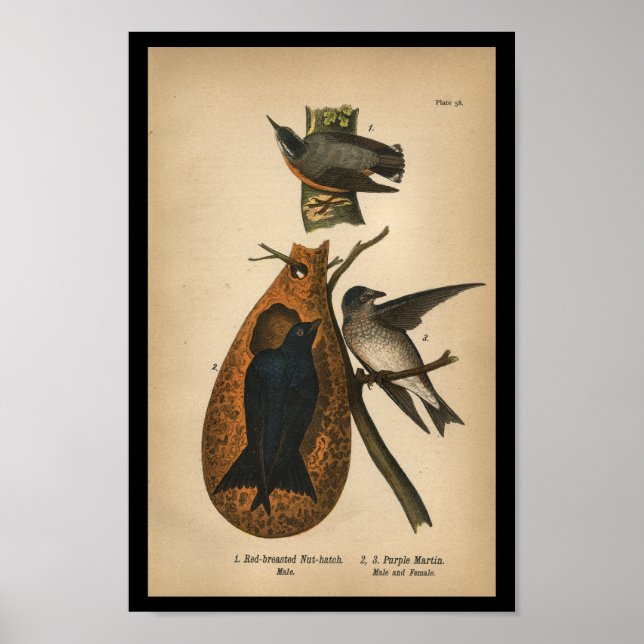 1890 Bird Print Lila Martin Poster (Framsidan)