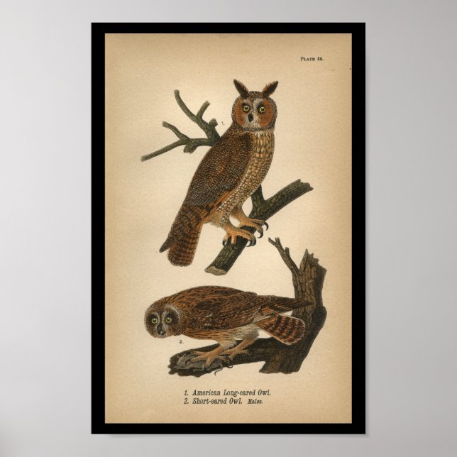 1890 Bird Print Long-AED Uggla Poster (Framsidan)
