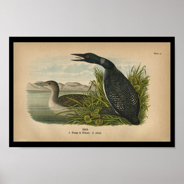 1890 Bird Print Loon Poster (Framsidan)