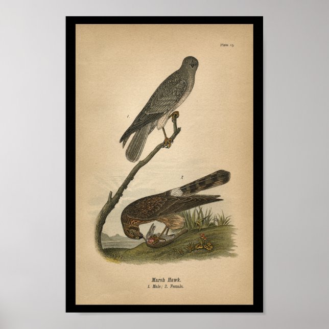 1890 Bird Print Marsh Hawk Poster (Framsidan)
