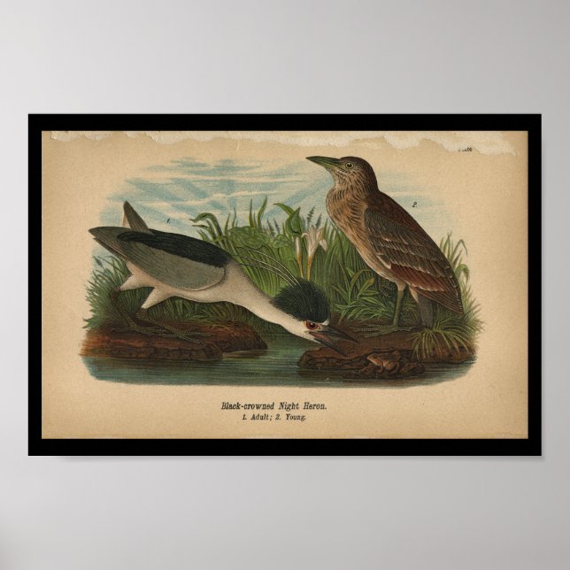 1890 Bird Print Night Heron Poster (Framsidan)