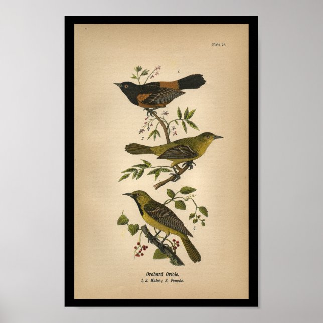 1890 Bird Print Orchard Oriole Poster (Framsidan)