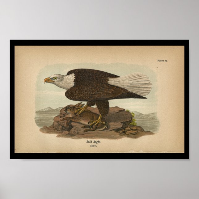 1890 Bird Print Örn Poster (Framsidan)
