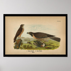 1890 Bird Print Peregrine Falcon Poster