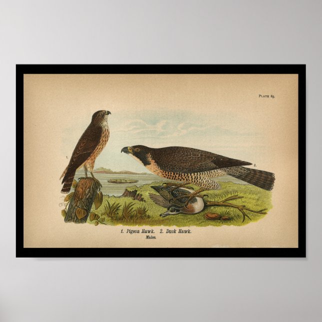 1890 Bird Print Peregrine Falcon Poster (Framsidan)